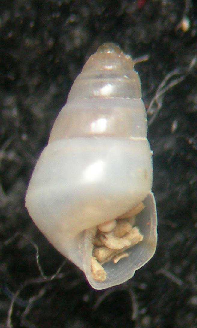 odostomia???